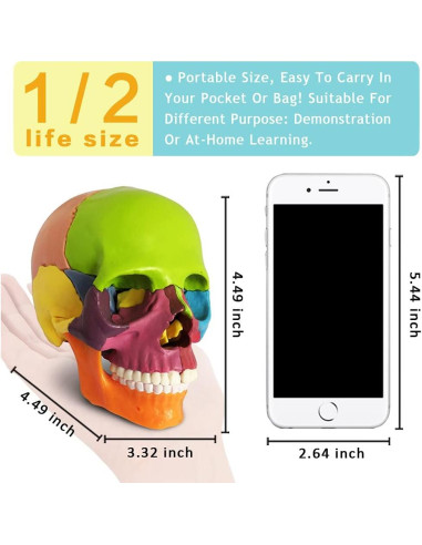 Modelo Humano de Esqueleto Desarticulado 170 cm PVC