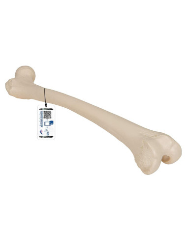 Fémur Humano 3B Scientific A35/1 - Modelo Anatómico Realista