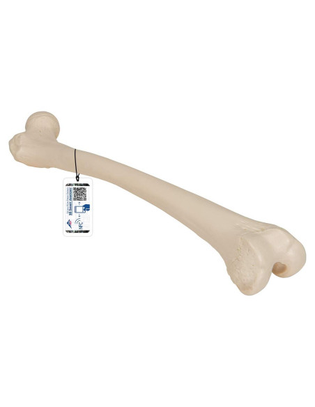 Fémur Humano 3B Scientific A35/1 - Modelo Anatómico Realista