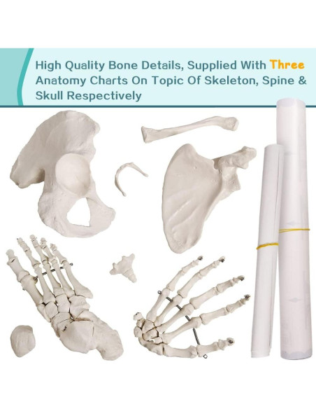 Modelo Humano de Esqueleto Desarticulado 170 cm PVC