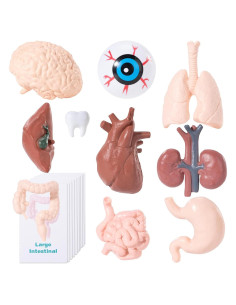 Modelo de Cuerpo Humano en Miniatura 10 Piezas PVC LinhaiLove