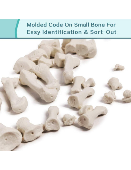 Modelo Humano de Esqueleto Desarticulado 170 cm PVC