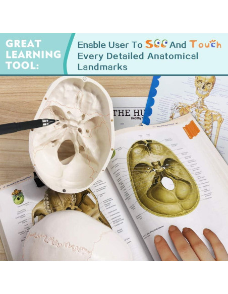 Modelo Humano de Esqueleto Desarticulado 170 cm PVC