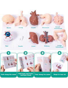 Modelo de Cuerpo Humano en Miniatura 10 Piezas PVC LinhaiLove 2