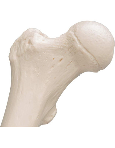 Fémur Humano 3B Scientific A35/1 - Modelo Anatómico Realista