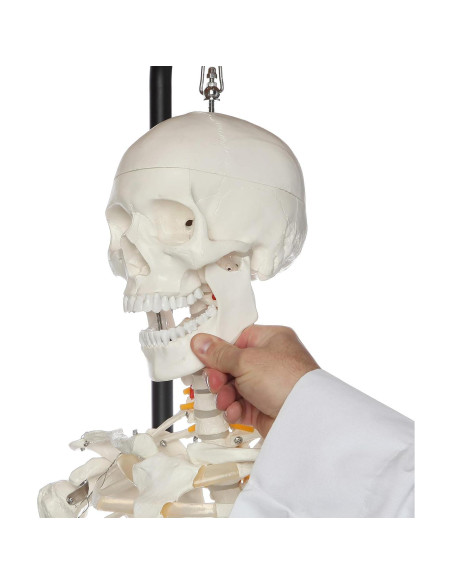 Esqueleto Humano Clásico Axis Scientific 1.68m con Guía de Estudio