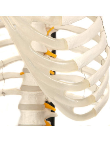 Esqueleto Humano Clásico Axis Scientific 1.68m con Guía de Estudio