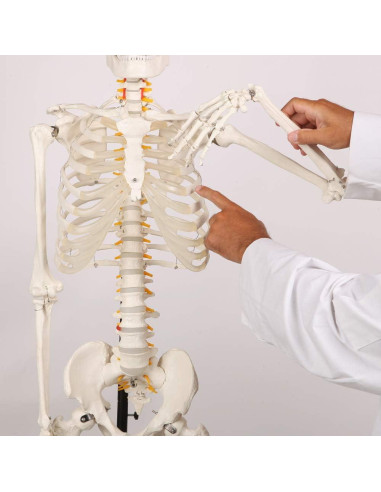 Esqueleto Humano Clásico Axis Scientific 1.68m con Guía de Estudio