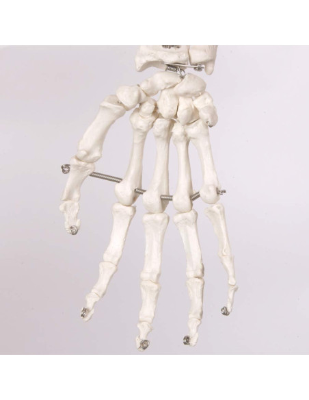 Esqueleto Humano Clásico Axis Scientific 1.68m con Guía de Estudio