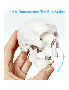 Modelo de Cráneo Humano 3 Partes con Cerebro PVC 9x8cm 2