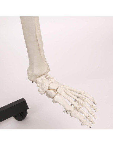 Esqueleto Humano Clásico Axis Scientific 1.68m con Guía de Estudio