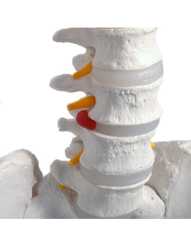 Esqueleto Humano Clásico Axis Scientific 1.68m con Guía de Estudio