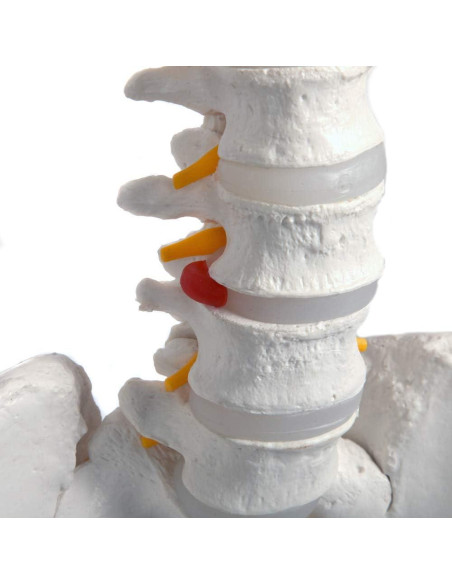 Esqueleto Humano Clásico Axis Scientific 1.68m con Guía de Estudio