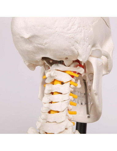 Esqueleto Humano Clásico Axis Scientific 1.68m con Guía de Estudio