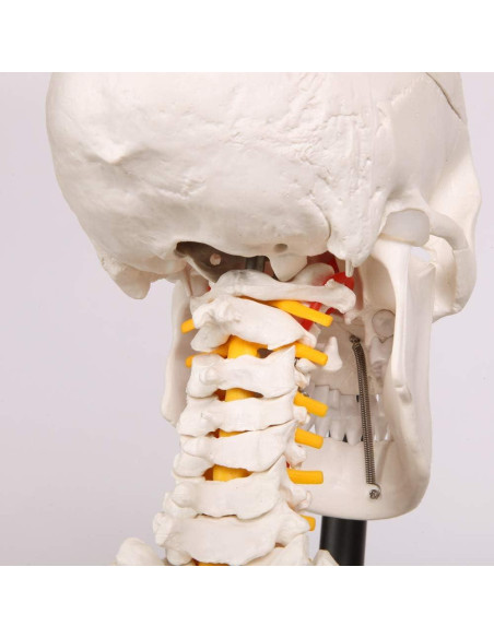 Esqueleto Humano Clásico Axis Scientific 1.68m con Guía de Estudio