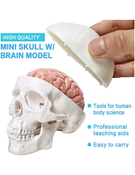 Modelo de Cráneo Humano 3 Partes con Cerebro PVC 9x8cm