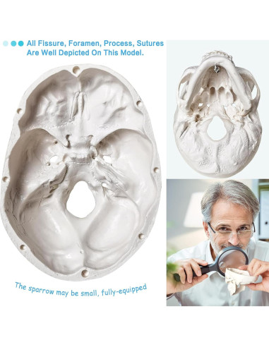 Modelo de Cráneo Humano 3 Partes con Cerebro PVC 9x8cm