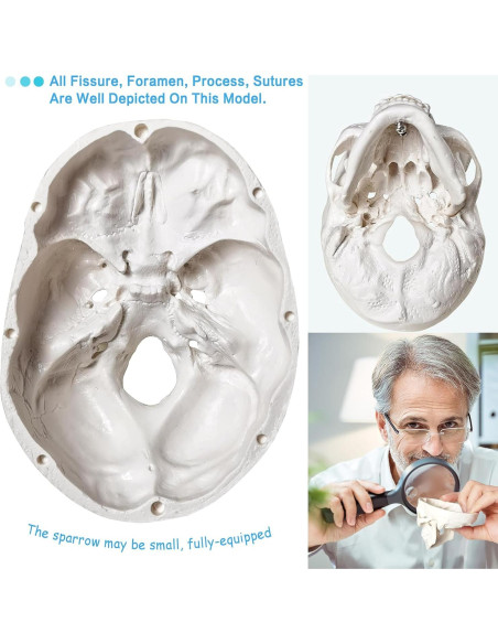 Modelo de Cráneo Humano 3 Partes con Cerebro PVC 9x8cm