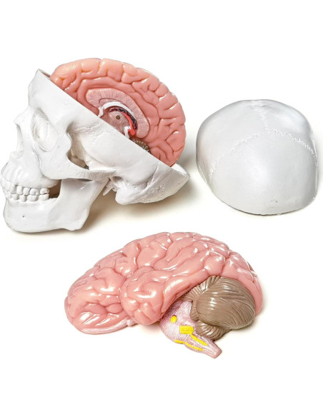 Modelo de Cráneo Humano 3 Partes con Cerebro PVC 9x8cm