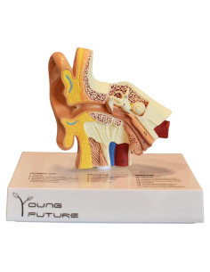 Modelo 3D de Anatomía del Oído Humano - Wuxi Yanyang, 44.5x36.8x45.7 cm