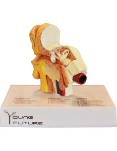 Modelo 3D de Anatomía del Oído Humano - Wuxi Yanyang, 44.5x36.8x45.7 cm 2