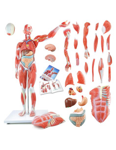 Modelo de Cuerpo Humano 1/2 Escala 27 Partes PVC Educativo