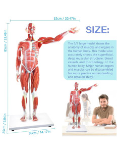 Modelo de Cuerpo Humano 1/2 Escala 27 Partes PVC Educativo 2