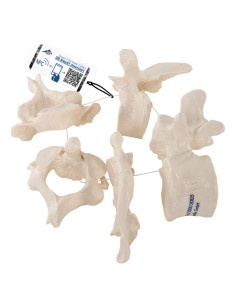 5 Vérttebras Atlas y Cervicales 3B Scientific A75/1