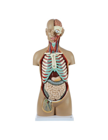 Torso Humano de Anatomía Axis Scientific 86.36 cm 18 Partes