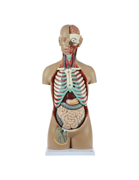 Torso Humano de Anatomía Axis Scientific 86.36 cm 18 Partes
