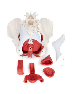 Modelo Anatómico de Pelvis Femenina Wellden, 6 partes, Tamaño Real 2