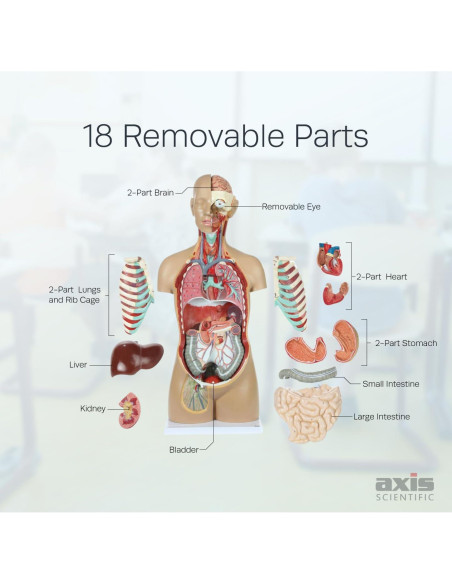 Torso Humano de Anatomía Axis Scientific 86.36 cm 18 Partes