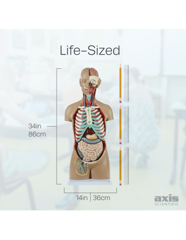 Torso Humano de Anatomía Axis Scientific 86.36 cm 18 Partes
