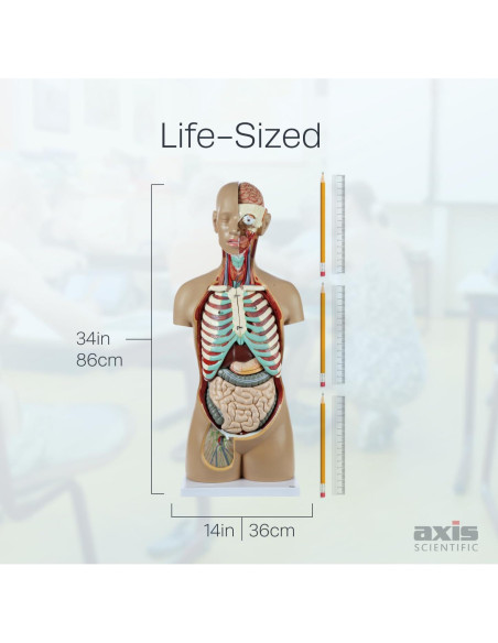 Torso Humano de Anatomía Axis Scientific 86.36 cm 18 Partes