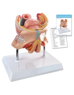 Modelo Anatómico Genital Femenino Merinden 4 Partes Realista