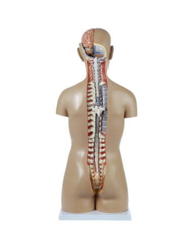 Torso Humano de Anatomía Axis Scientific 86.36 cm 18 Partes