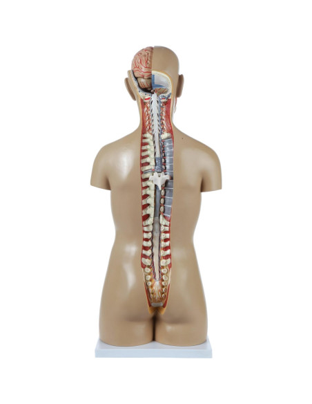 Torso Humano de Anatomía Axis Scientific 86.36 cm 18 Partes