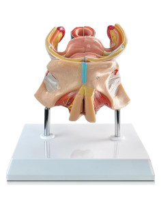 Modelo Anatómico Genital Femenino Merinden 4 Partes Realista 2