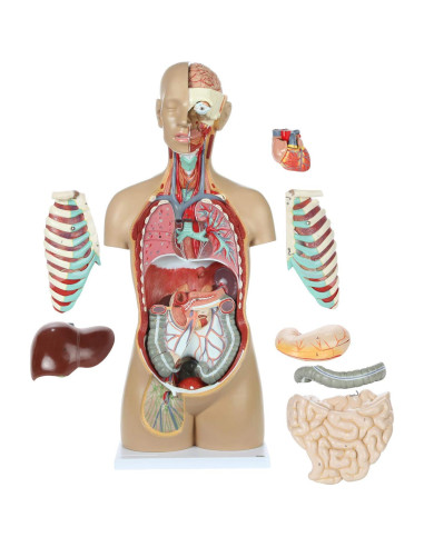 Torso Humano de Anatomía Axis Scientific 86.36 cm 18 Partes