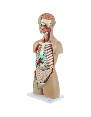 Torso Humano de Anatomía Axis Scientific 86.36 cm 18 Partes