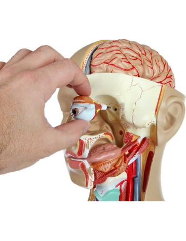 Torso Humano de Anatomía Axis Scientific 86.36 cm 18 Partes
