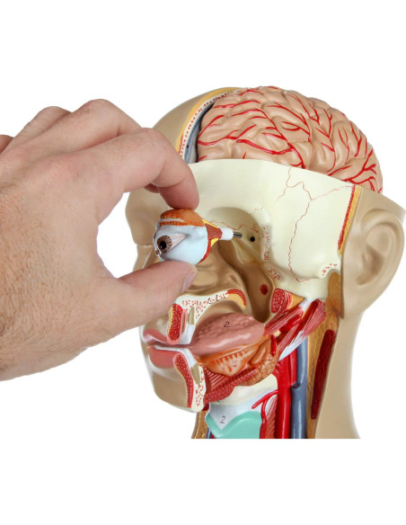 Torso Humano de Anatomía Axis Scientific 86.36 cm 18 Partes