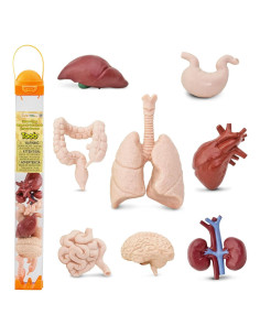 Safari TOOB Órganos Humanos - 8 Figuras Educativas para Niños