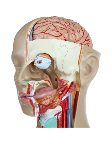 Torso Humano de Anatomía Axis Scientific 86.36 cm 18 Partes