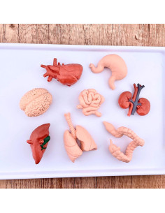 Safari TOOB Órganos Humanos - 8 Figuras Educativas para Niños 2