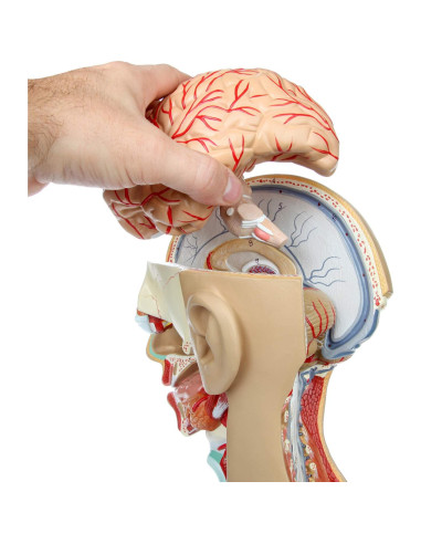 Torso Humano de Anatomía Axis Scientific 86.36 cm 18 Partes