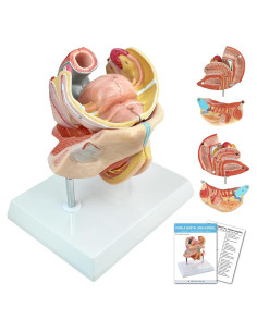 Modelo Anatómico Genital Femenino HADWYN 4 Partes 13x12x14cm