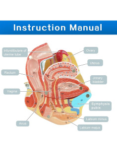 Modelo Anatómico Genital Femenino HADWYN 4 Partes 13x12x14cm 2