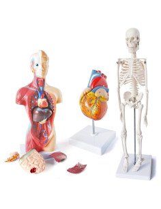 Juego de Modelos de Anatomía Médica Merinden - Torso, Corazón y Esqueleto