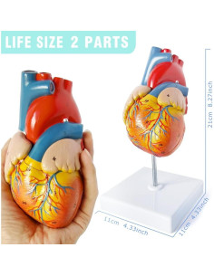 Juego de Modelos de Anatomía Médica Merinden - Torso, Corazón y Esqueleto 2